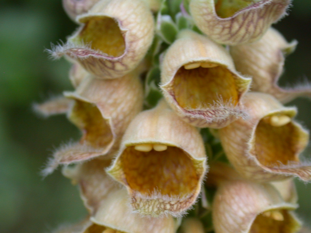 Digitalis ferruginea / Digitale bruna